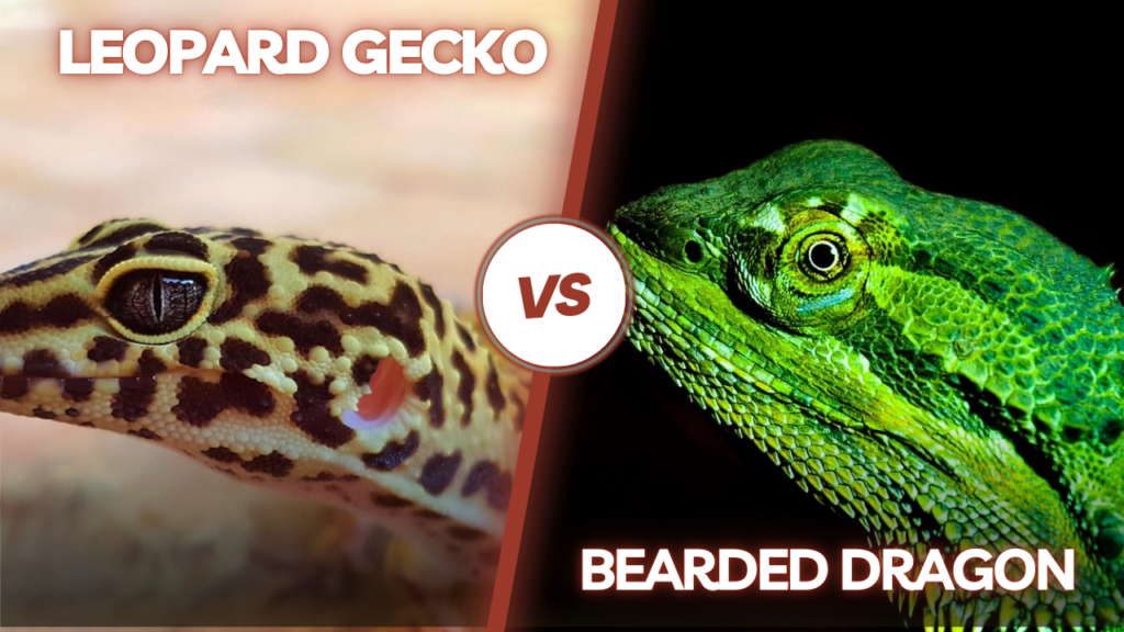 Leopard Gecko vs. Bearded Dragon