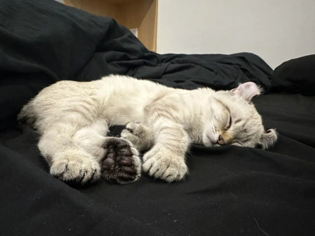 american curt cat asleep