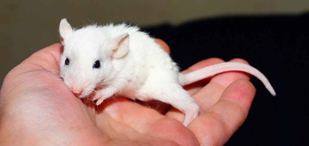 white rat in a persons hand