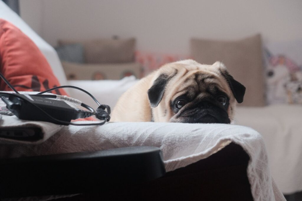 pug looking distressed