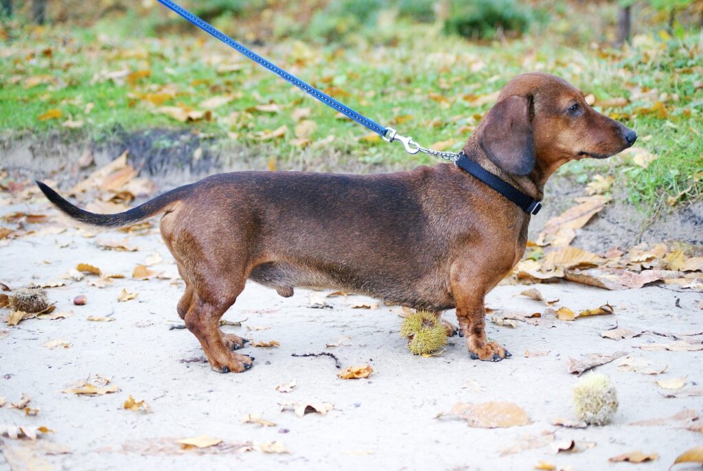 dachshund on a leash