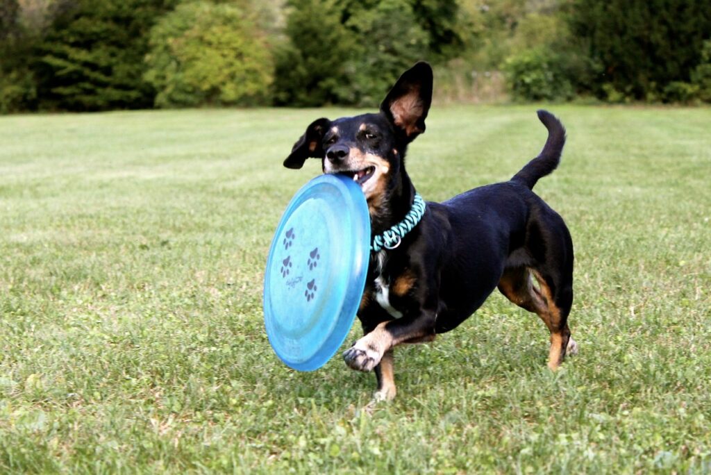 dachshund dog with frisbee