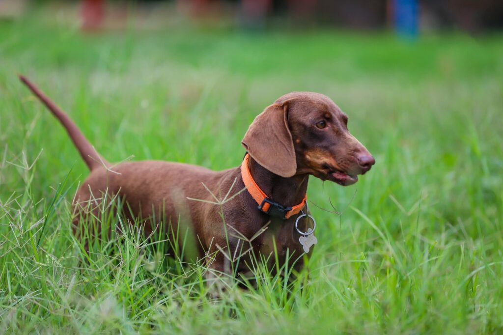 dachshund dog in a hunting field
