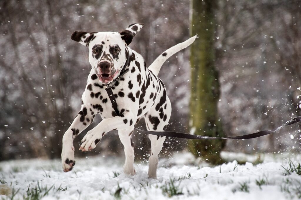 dalmatian dog running on snow