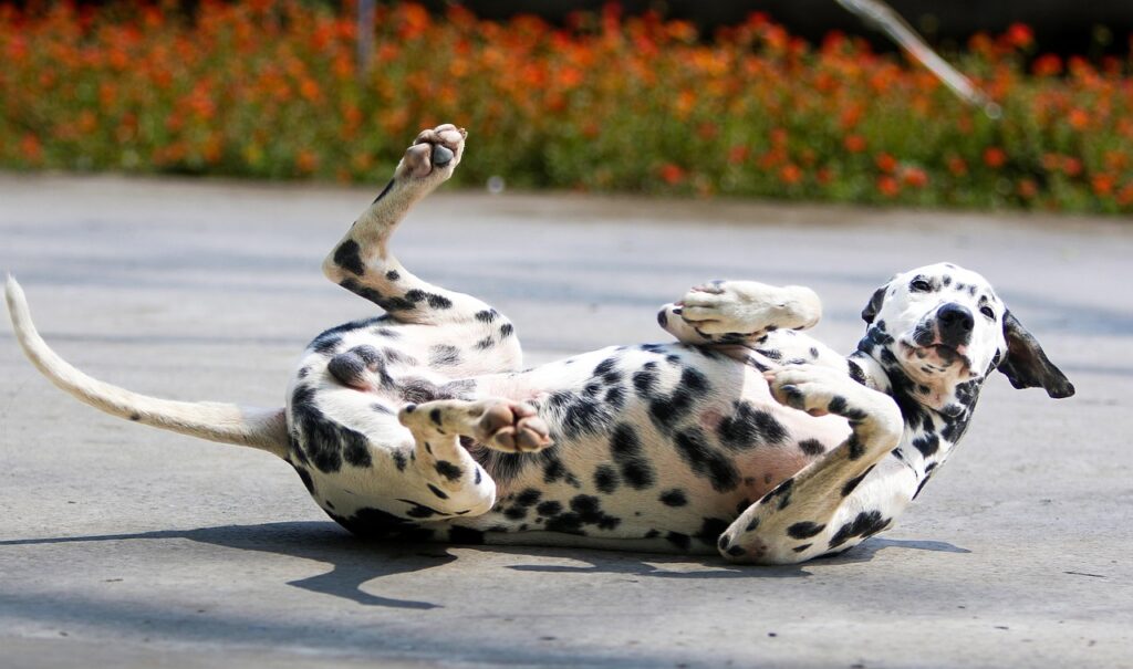 dalmatian dog
