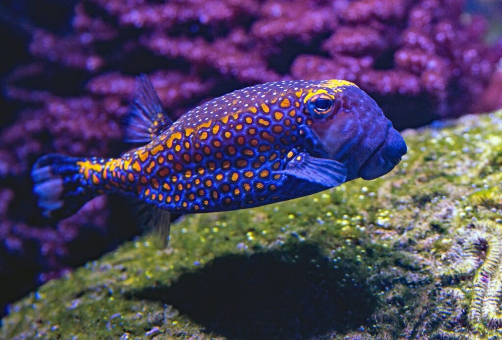 Spotted box fish