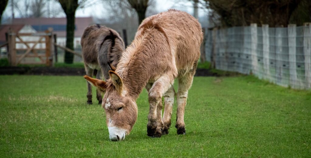 A Donkey grazing