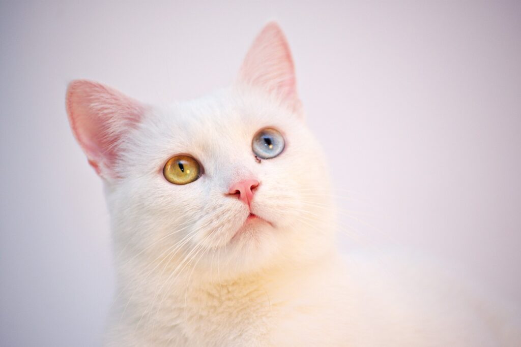 A Turkish Angora cat with mesmerizing eyes