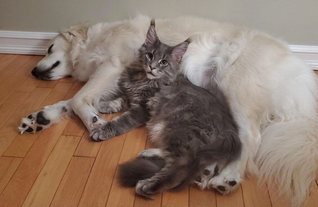 Maine coon with dog