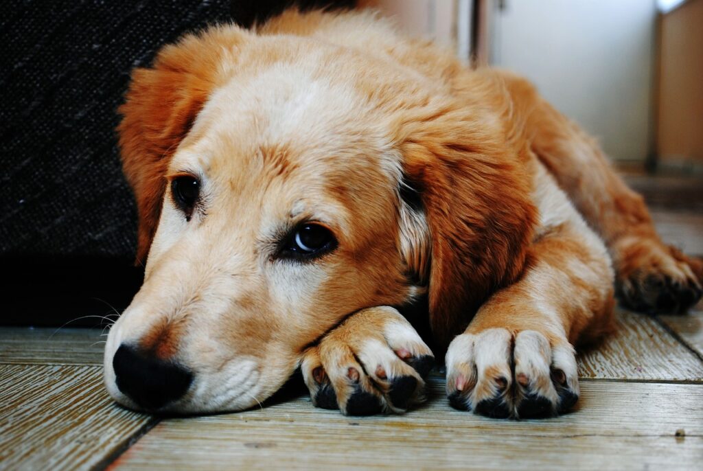 sad dog with flat ears