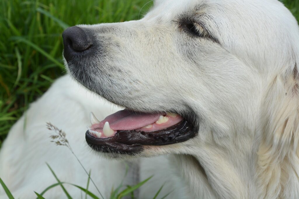 golden retriever happy face