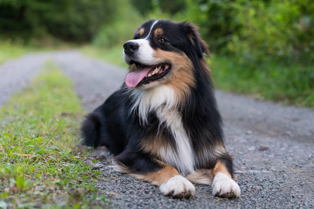 Australian Shepherd Dog laying