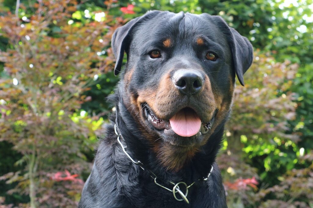 rottweiler smiling