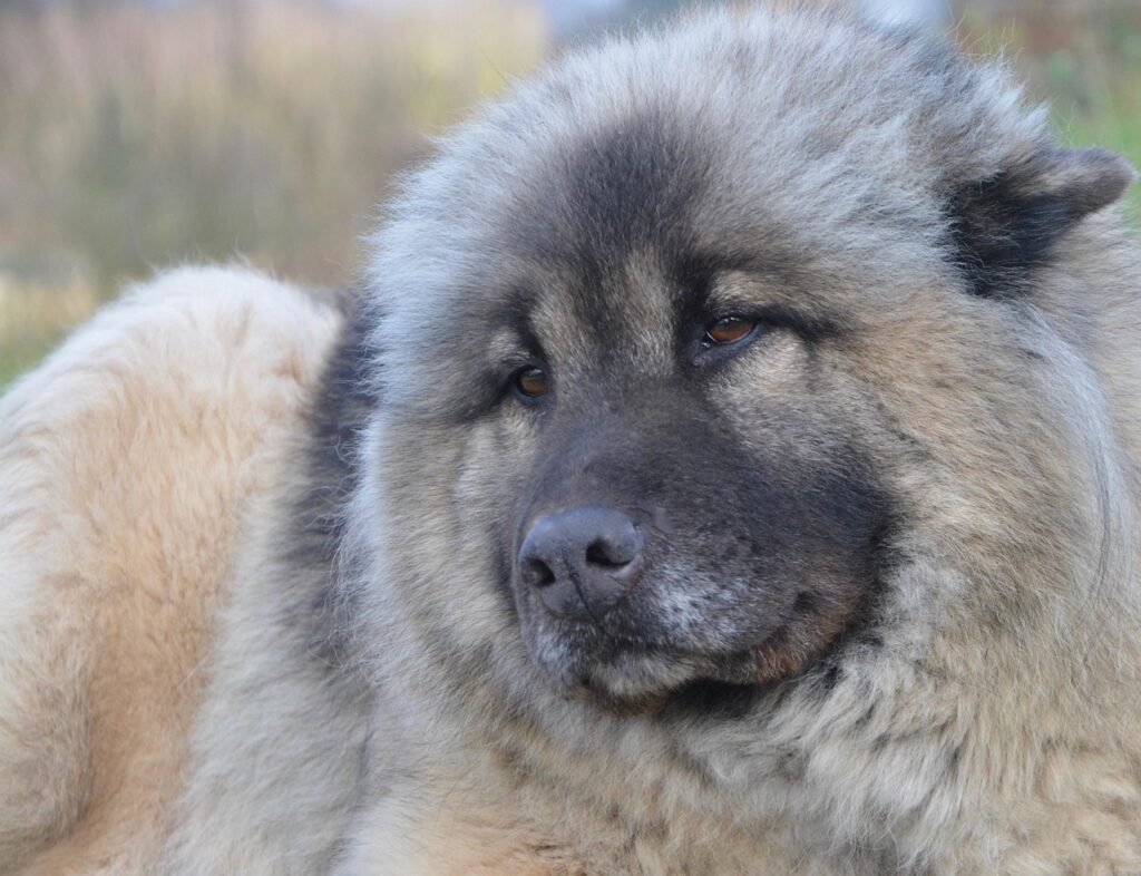 caucasian