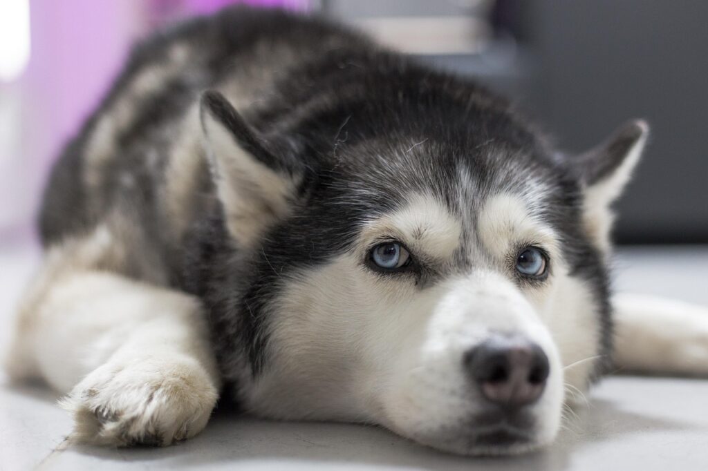 siberian husky pouting