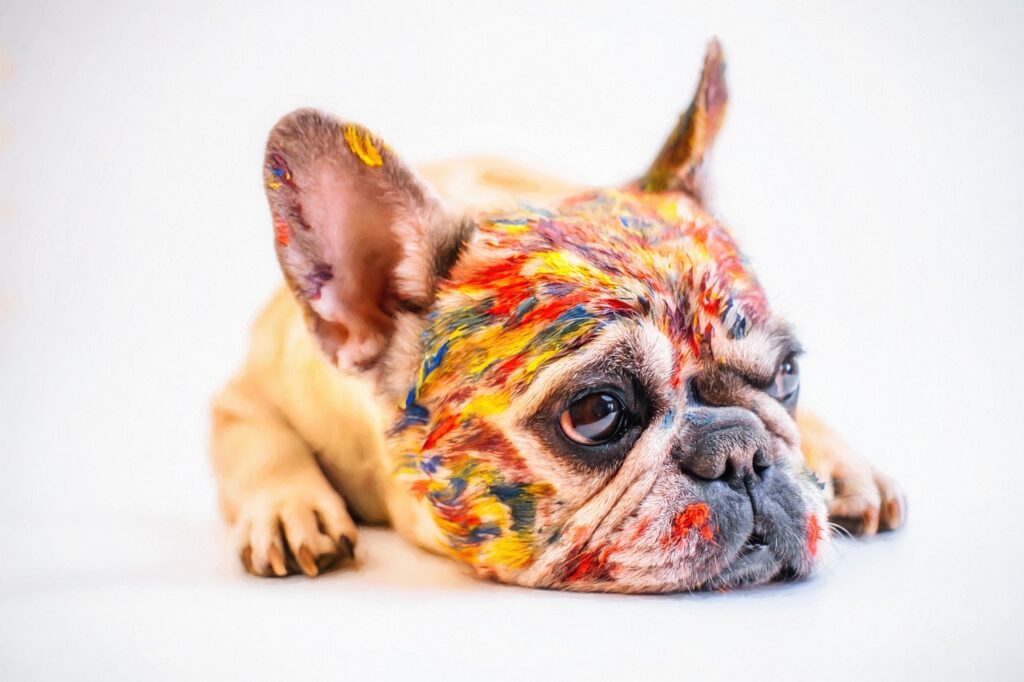 French bulldog