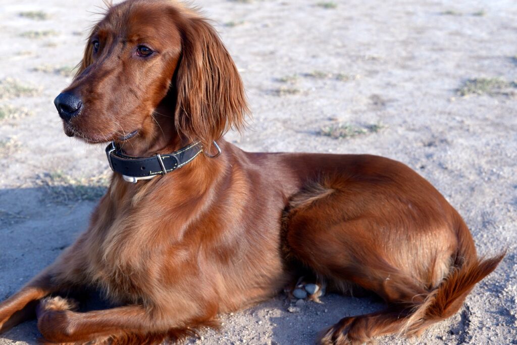 irish setter dog