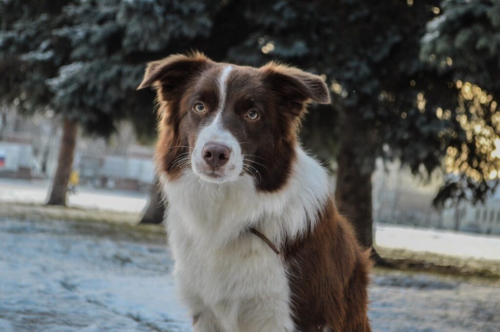 border collie unamused