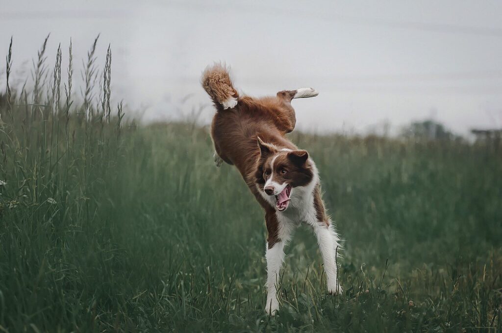 border collie playing in a field