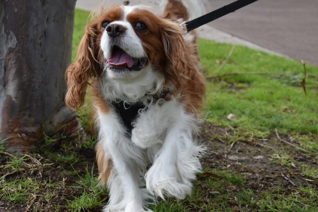 happy Cavalier King Charles Spaniel