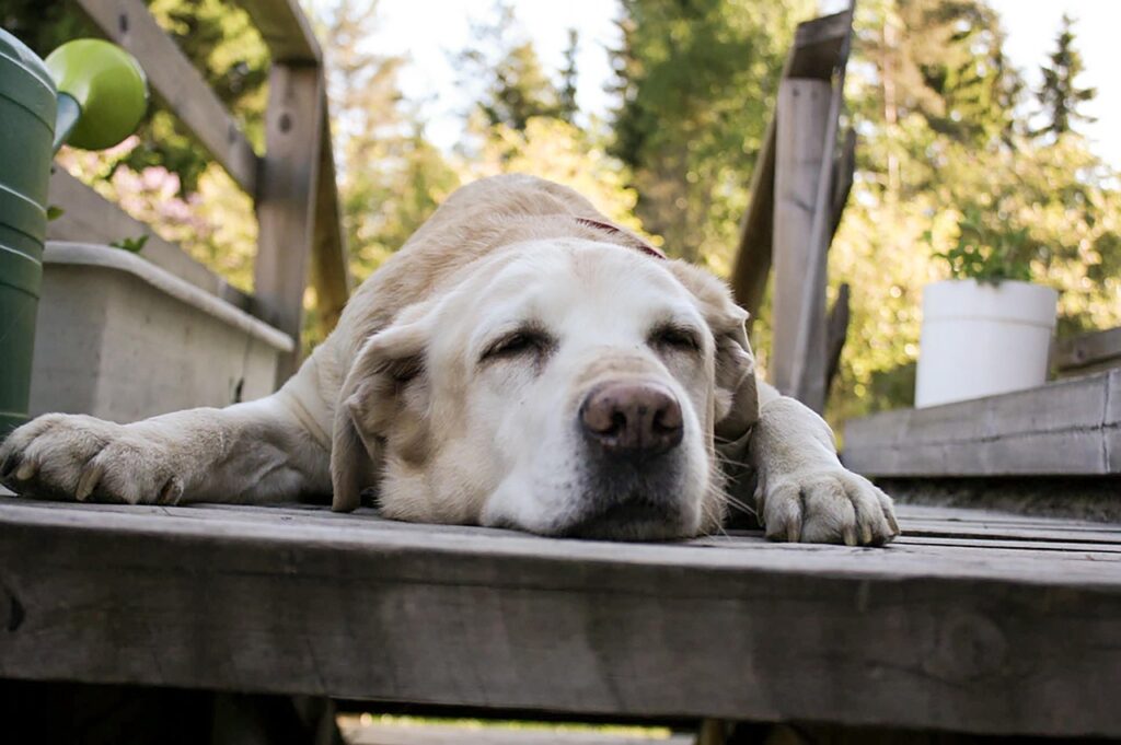 calm Labrador Retriever dog