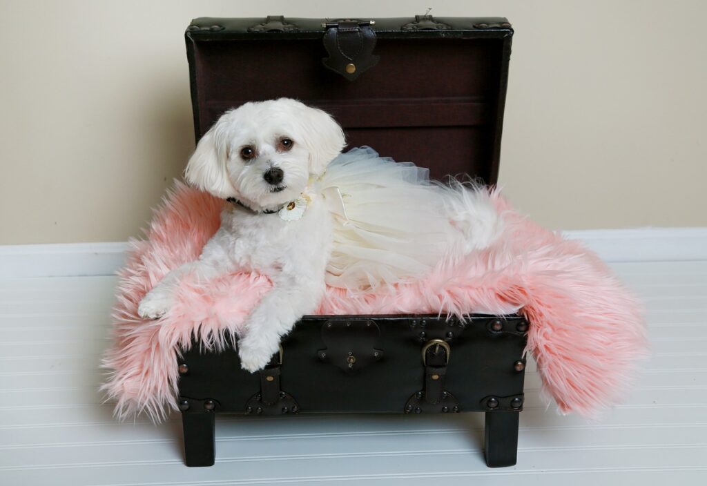 Havanese dog on a box