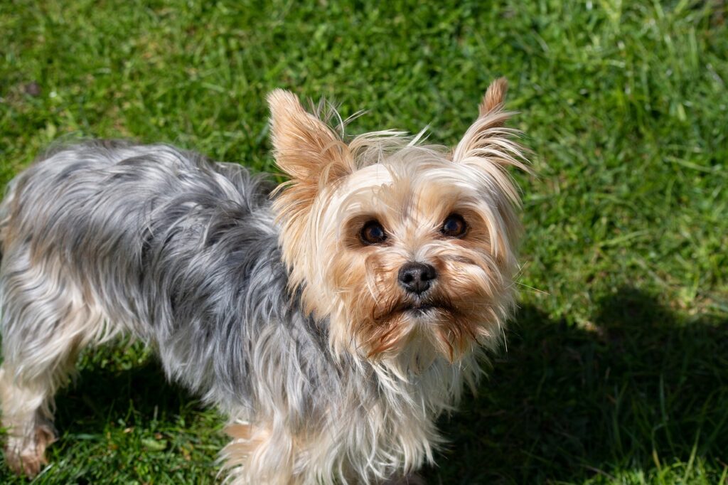 Yorkshire Terrier dog