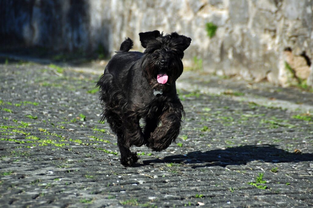 miniature schnauzer running