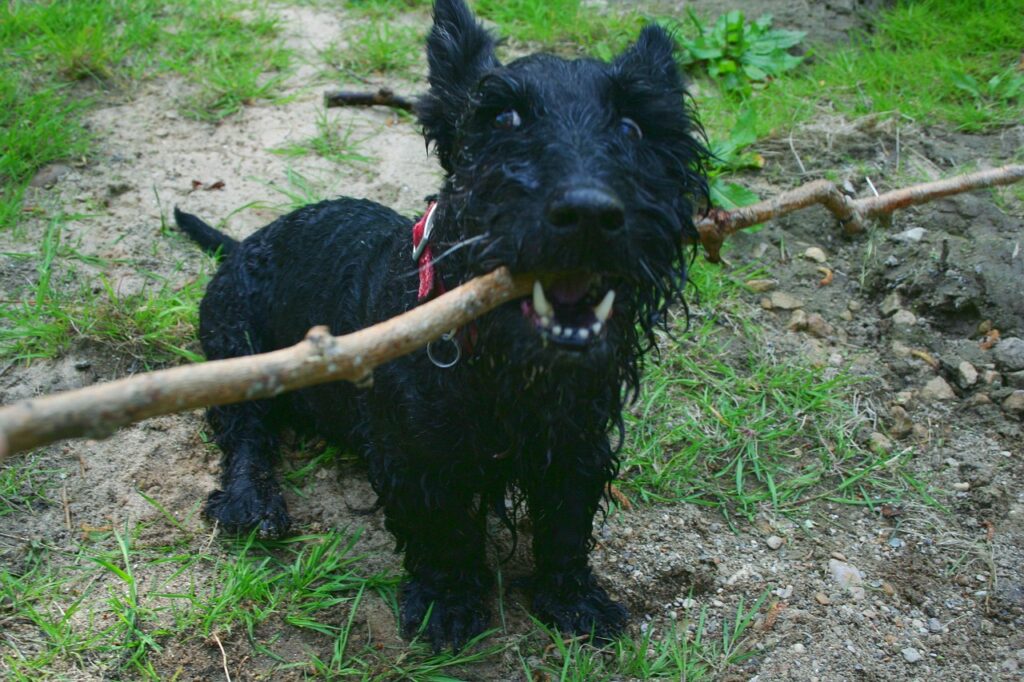 scottish terrier with a big stick in mouth