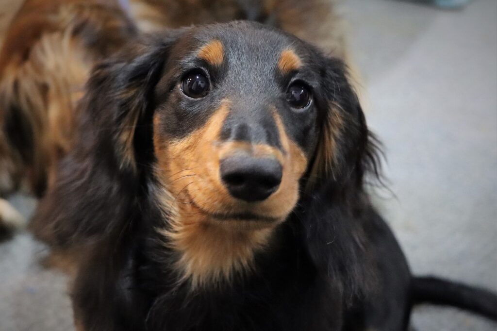daschund dog with cute face