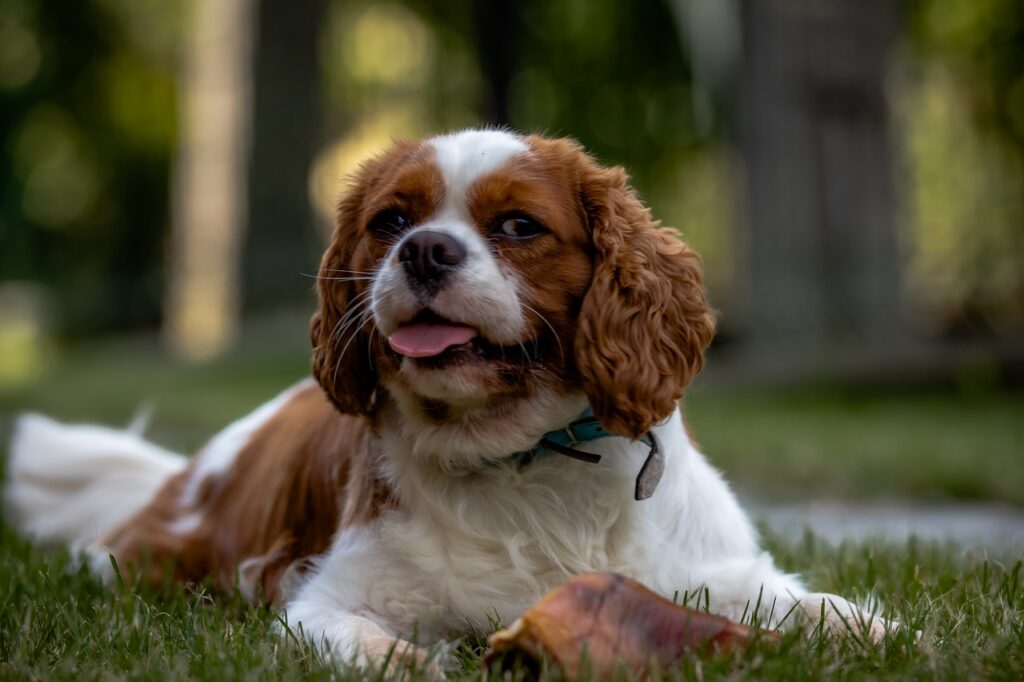 Spaniel dog on grass
