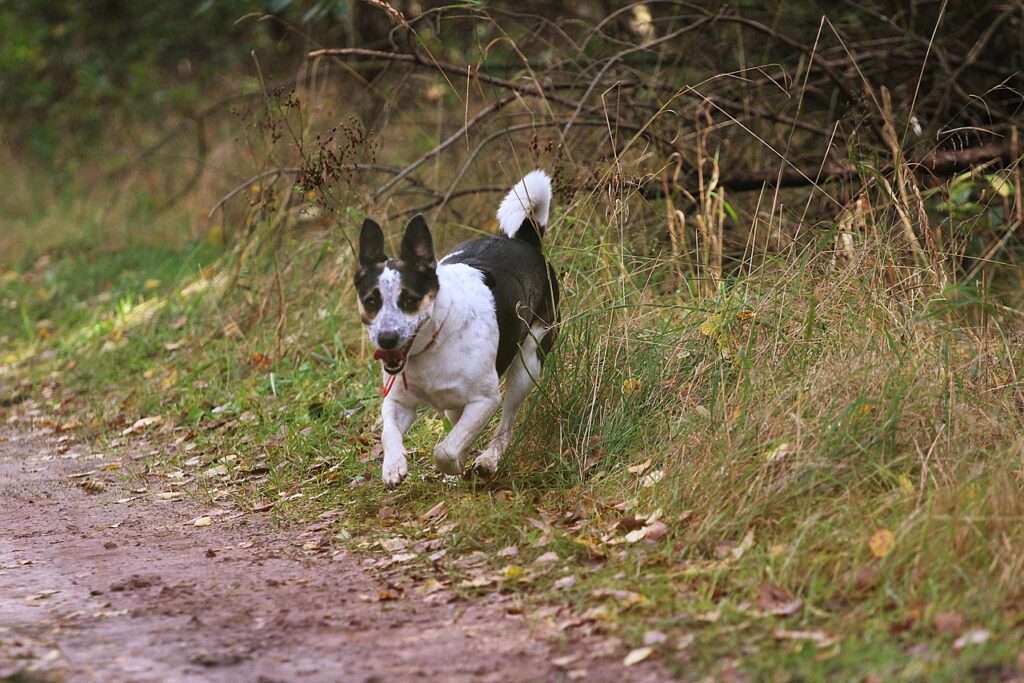 rat terrier running