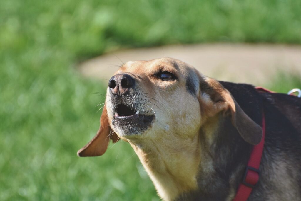 dog howling