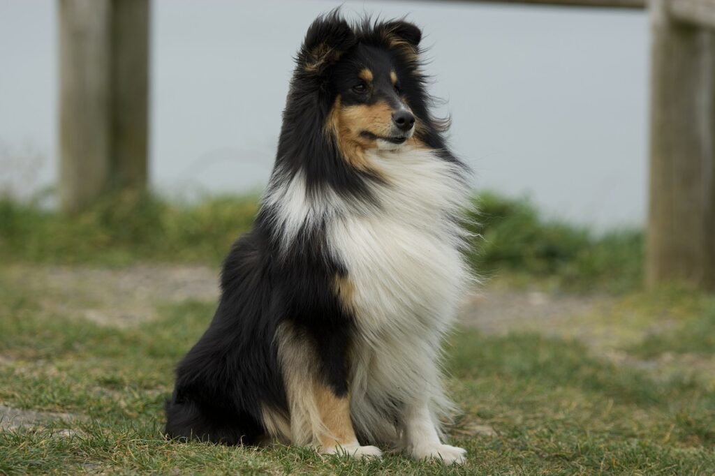 Shetland Sheepdog on grass