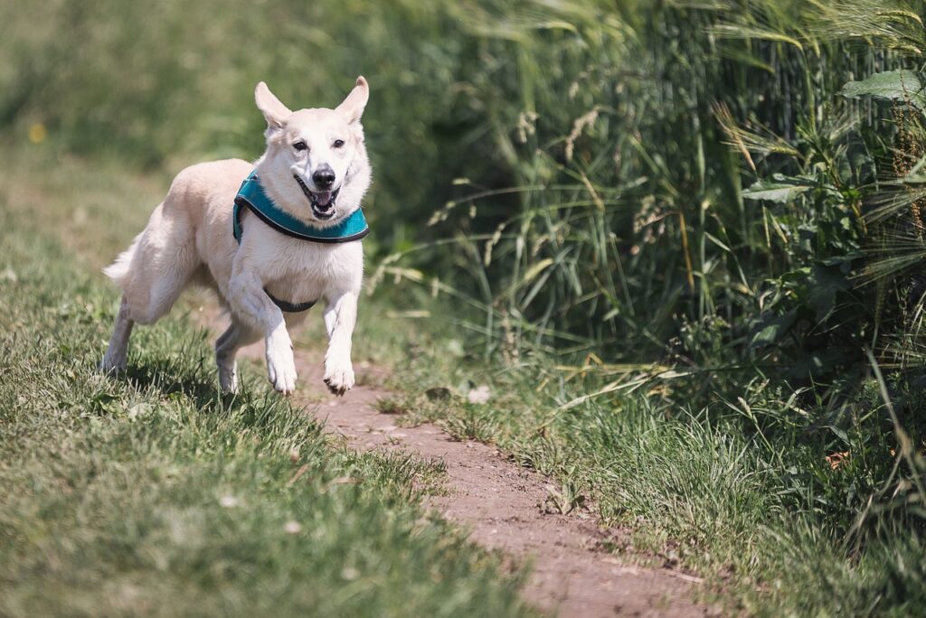 dog running in a field