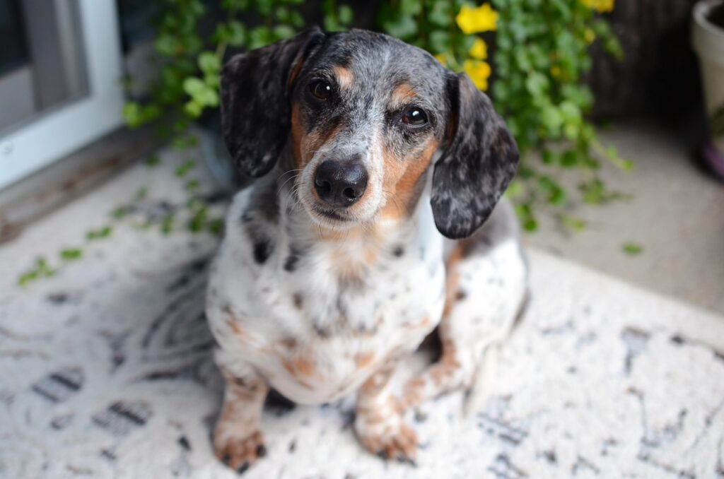 Dachshund dog
