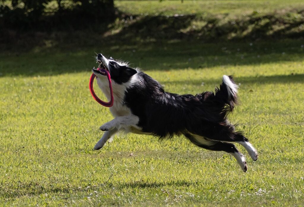 border collie jumping high