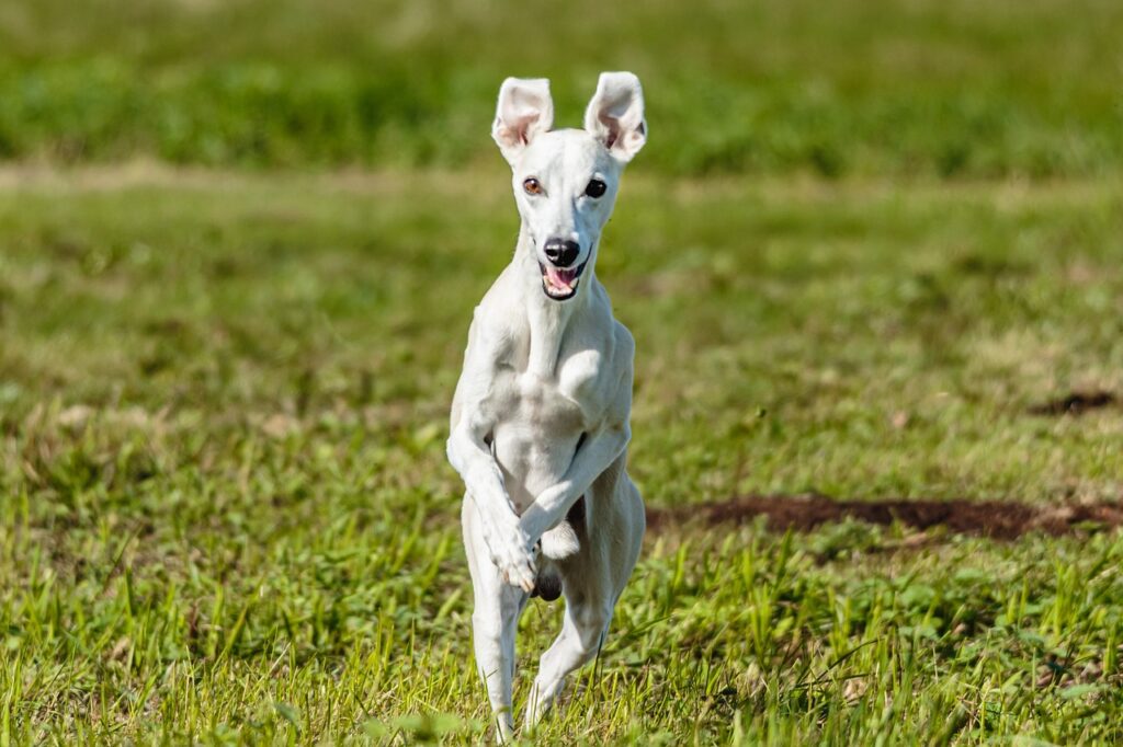 whippet jumping in a field