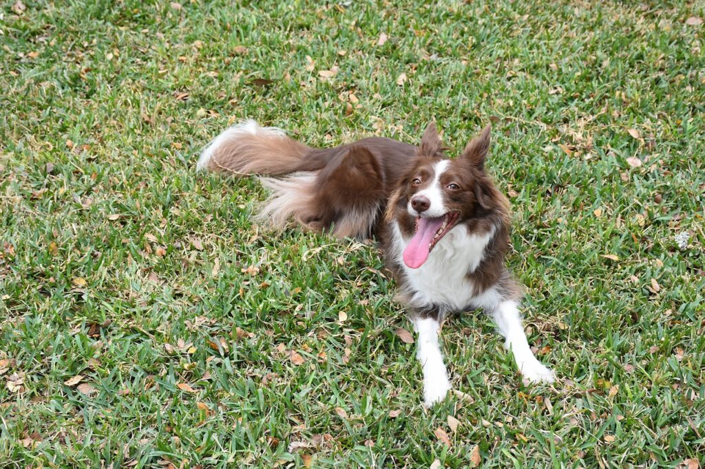 border collie sitting happily