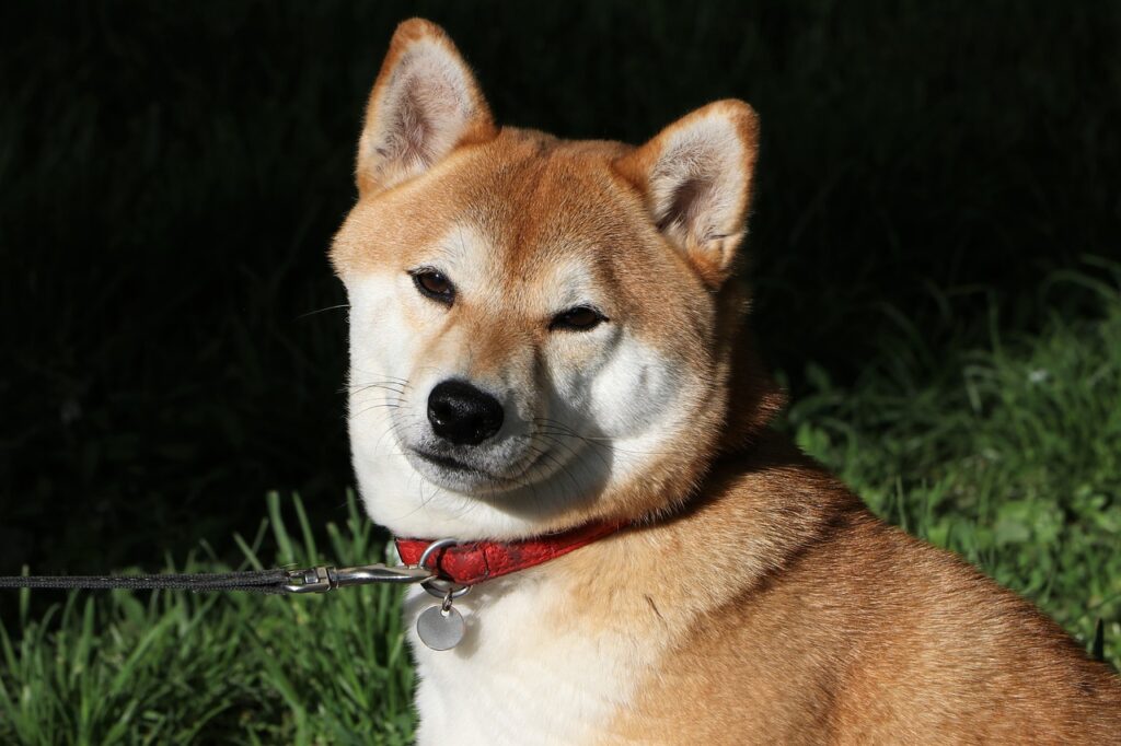 shiba inu dog 