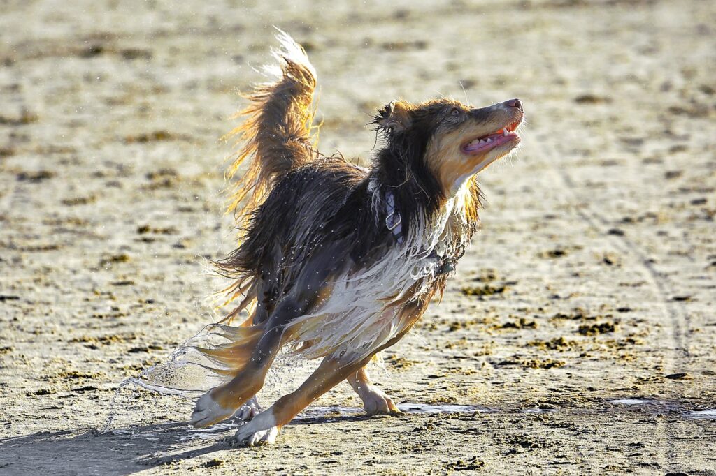 dog-pet-beach-australian-shepherd