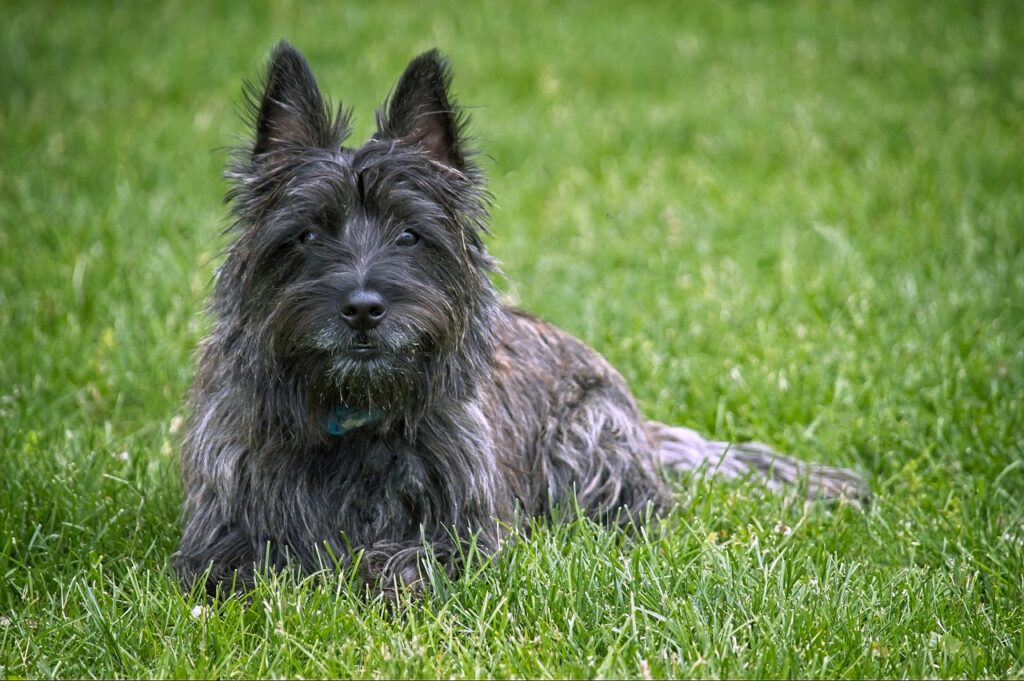 cairn terrier sitting