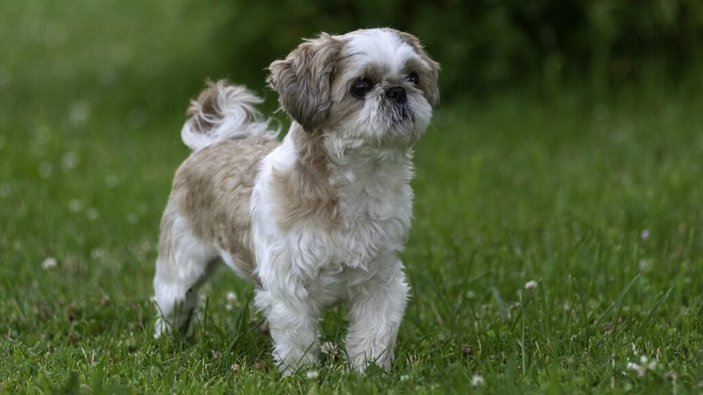 shih tzu in field