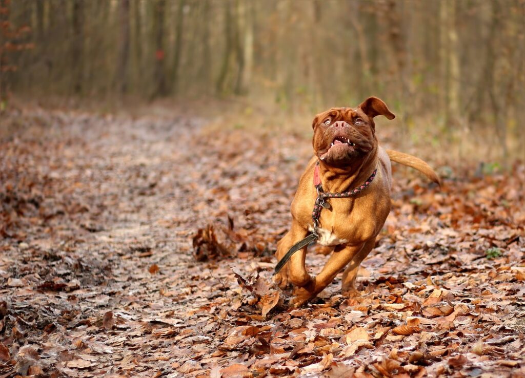 dogue-de-bordeaux-mastiff