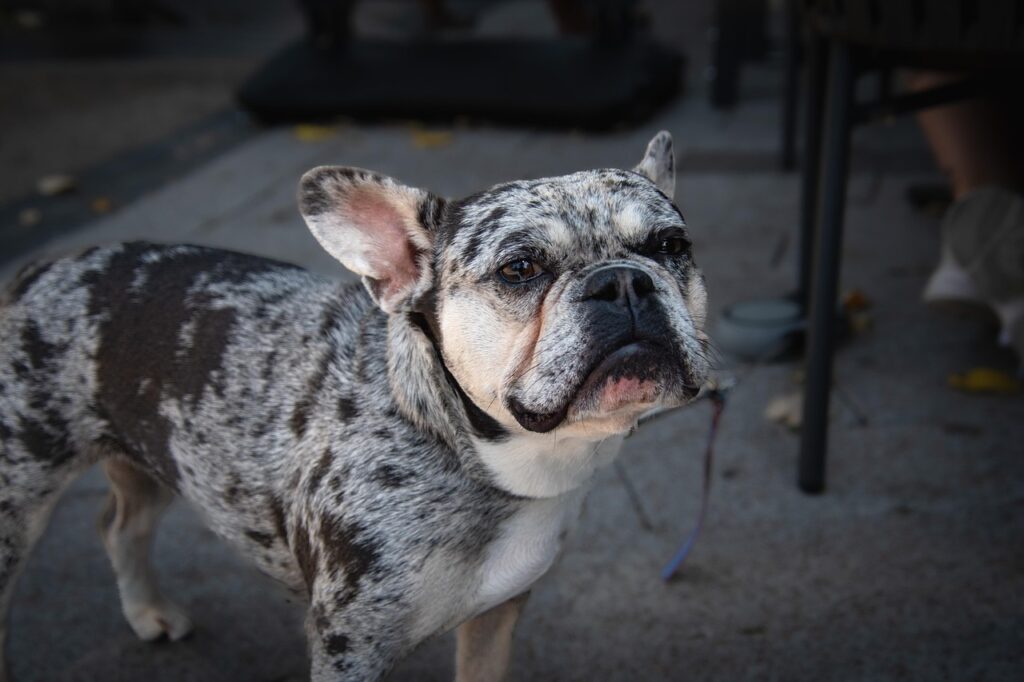 french bulldog with speckled coat