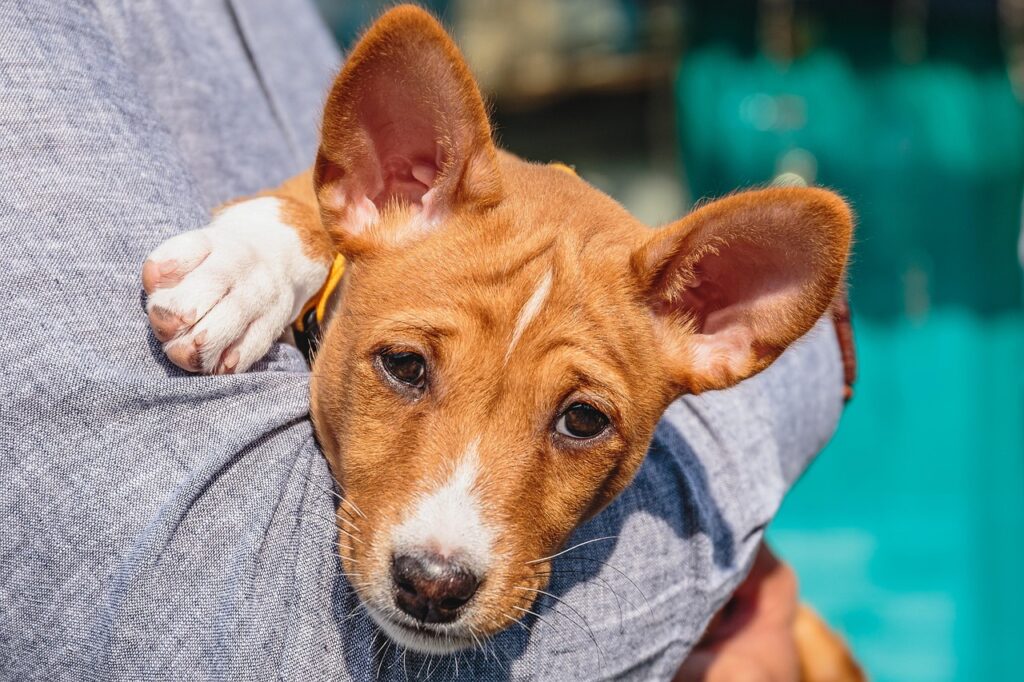 basenji dog in a person's arm