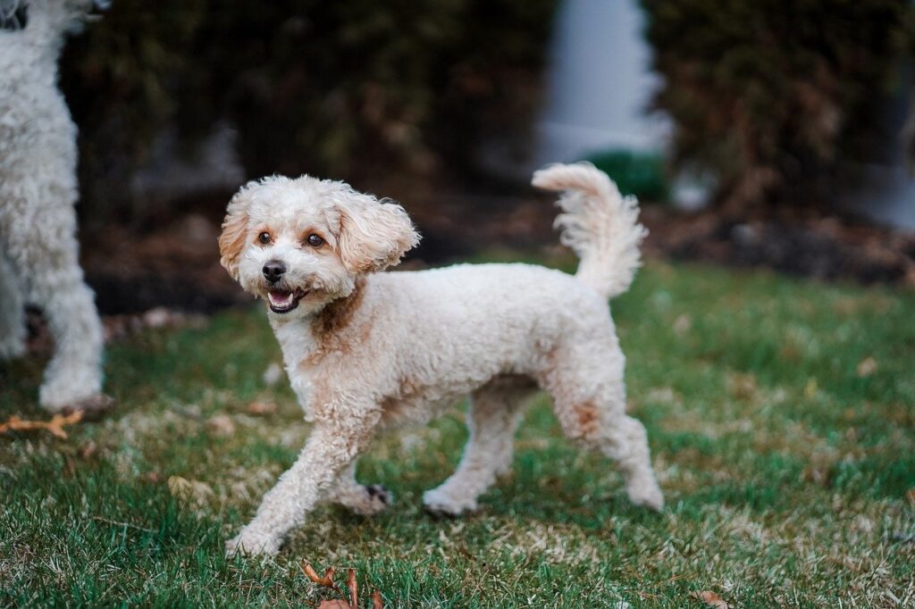 poodle walking on grass