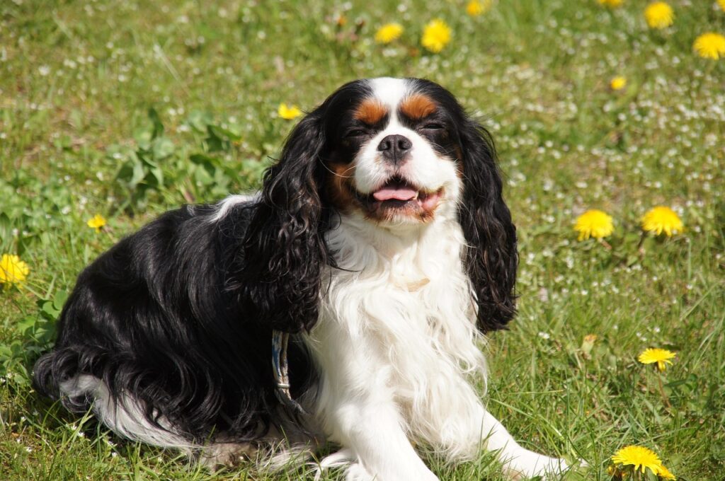 Cavalier King Charles Spaniel dog