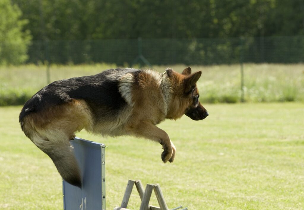 German Shepherd jumping over obstacle