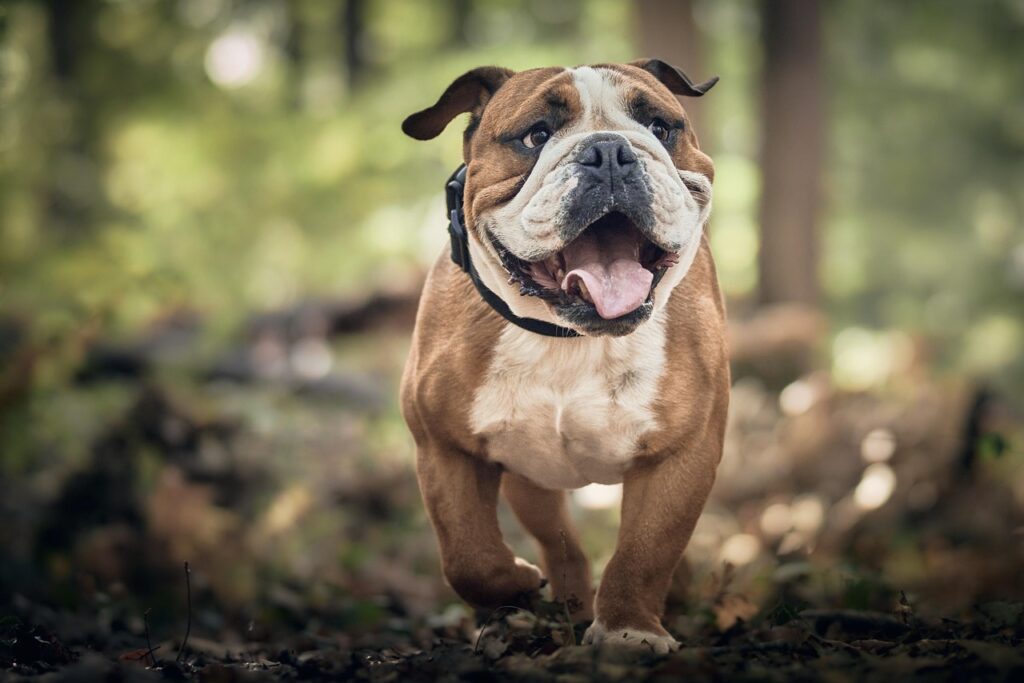 bulldog in a forest